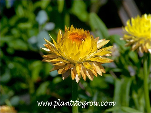 Flower is just starting to open.  May be to late for drying.